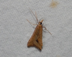 Diasemia monostigma