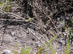 Paragomphus cognatus