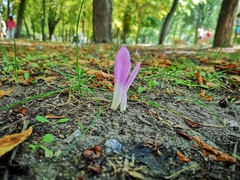 Colchicum montanum