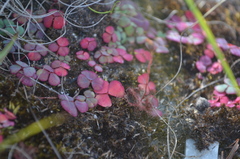 Oxalis commutata
