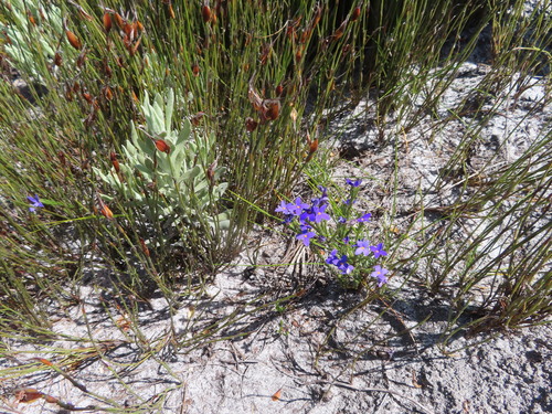 Image of Pink Capesaffron (Gnidia penicillata) by (c) linkie, some rights reserved (CC BY)