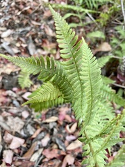 Dryopteris arguta
