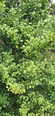 Coprosma arborea