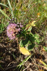 Saussurea acuminata sachalinensis