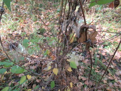 Clematis alpina sibirica