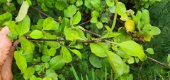 Coprosma arborea