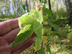 Clematis alpina sibirica