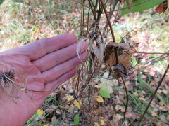 Clematis alpina sibirica