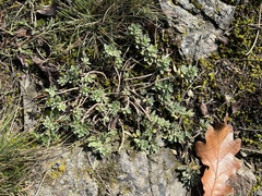 Alyssum montanum