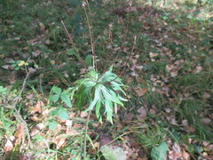 Anemonastrum crinitum
