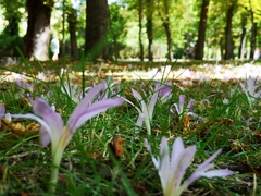 Colchicum montanum
