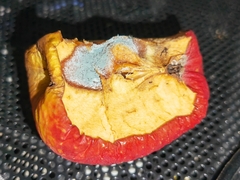 Penicillium