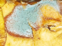 Penicillium