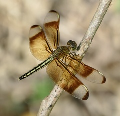Neurothemis manadensis