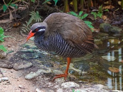 Gallirallus okinawae