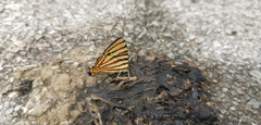 Dodona adonira