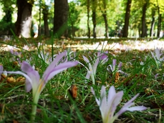 Colchicum montanum