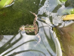 Cacosternum boettgeri