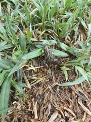 Cacosternum boettgeri