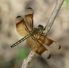 Neurothemis manadensis