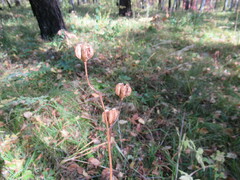 Lilium martagon pilosiusculum