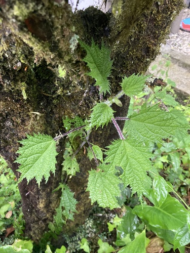 Urtica thunbergiana (Urtica thunbergiana)