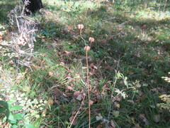 Lilium martagon pilosiusculum