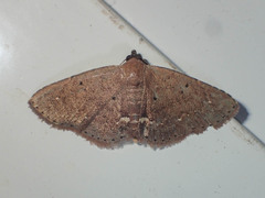 Nechesia albotentata