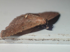 Nechesia albotentata