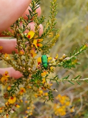 Diphucephala