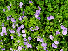 Convolvulus sabatius