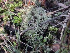 Cladonia rangiformis