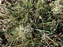 Cladonia rangiformis