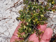 Pseudanthus orientalis