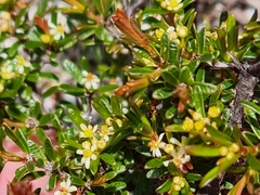 Pseudanthus orientalis