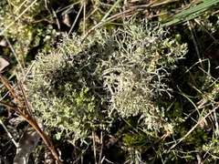 Cladonia rangiformis
