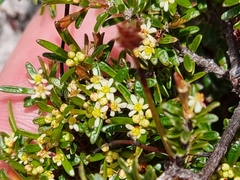 Pseudanthus orientalis