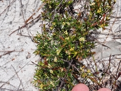 Pseudanthus orientalis