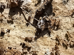 Linepithema humile