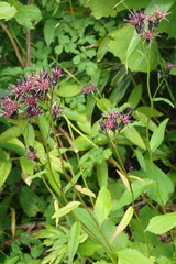 Saussurea triangulata