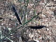 Calicotome spinosa