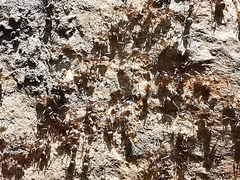 Linepithema humile