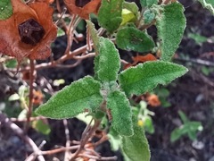 Cistus salviifolius