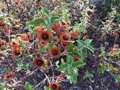 Cistus salviifolius