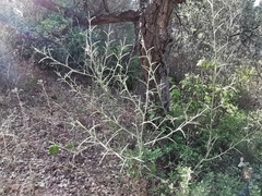 Calicotome spinosa
