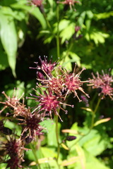 Saussurea triangulata