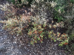 Cistus salviifolius