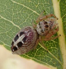 Opisthoncus sexmaculatus