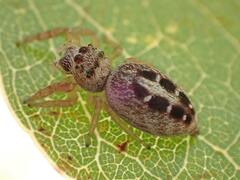 Opisthoncus sexmaculatus