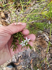 Philotheca queenslandica